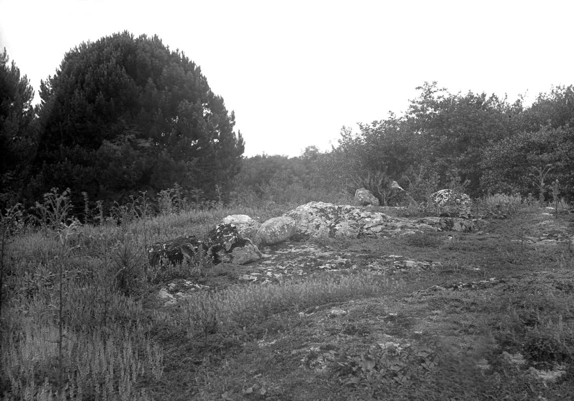 Photographic Negative