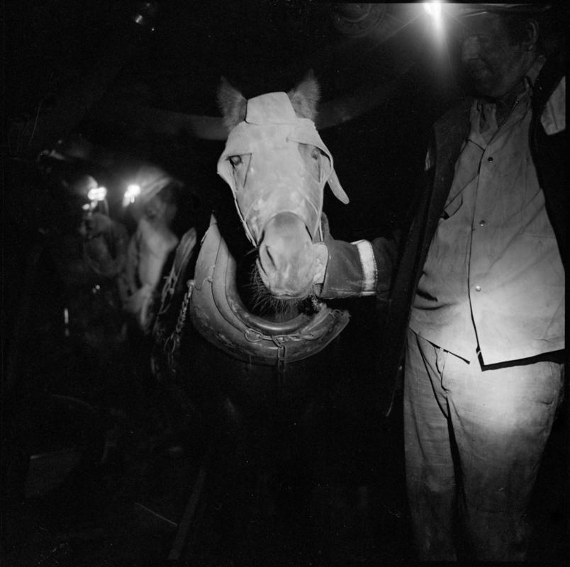 Black and white film negative showing a pit pony and ostler, Lady Windsor Colliery.