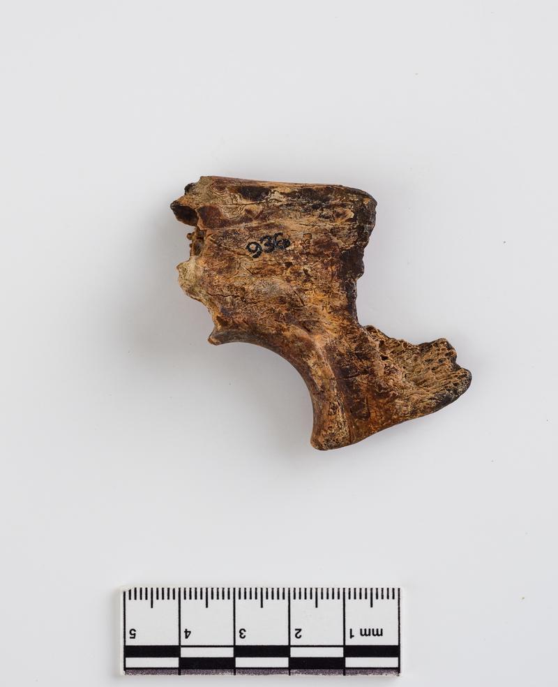 Pleistocene reindeer bone