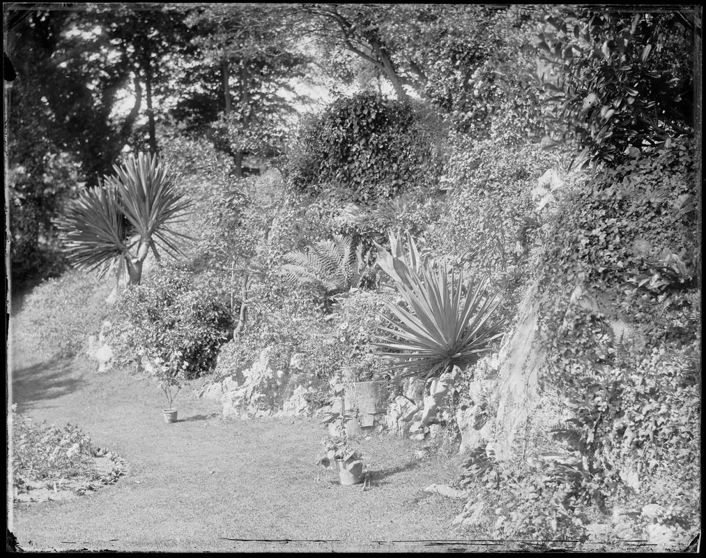 Penrice Castle gardens, glass negative