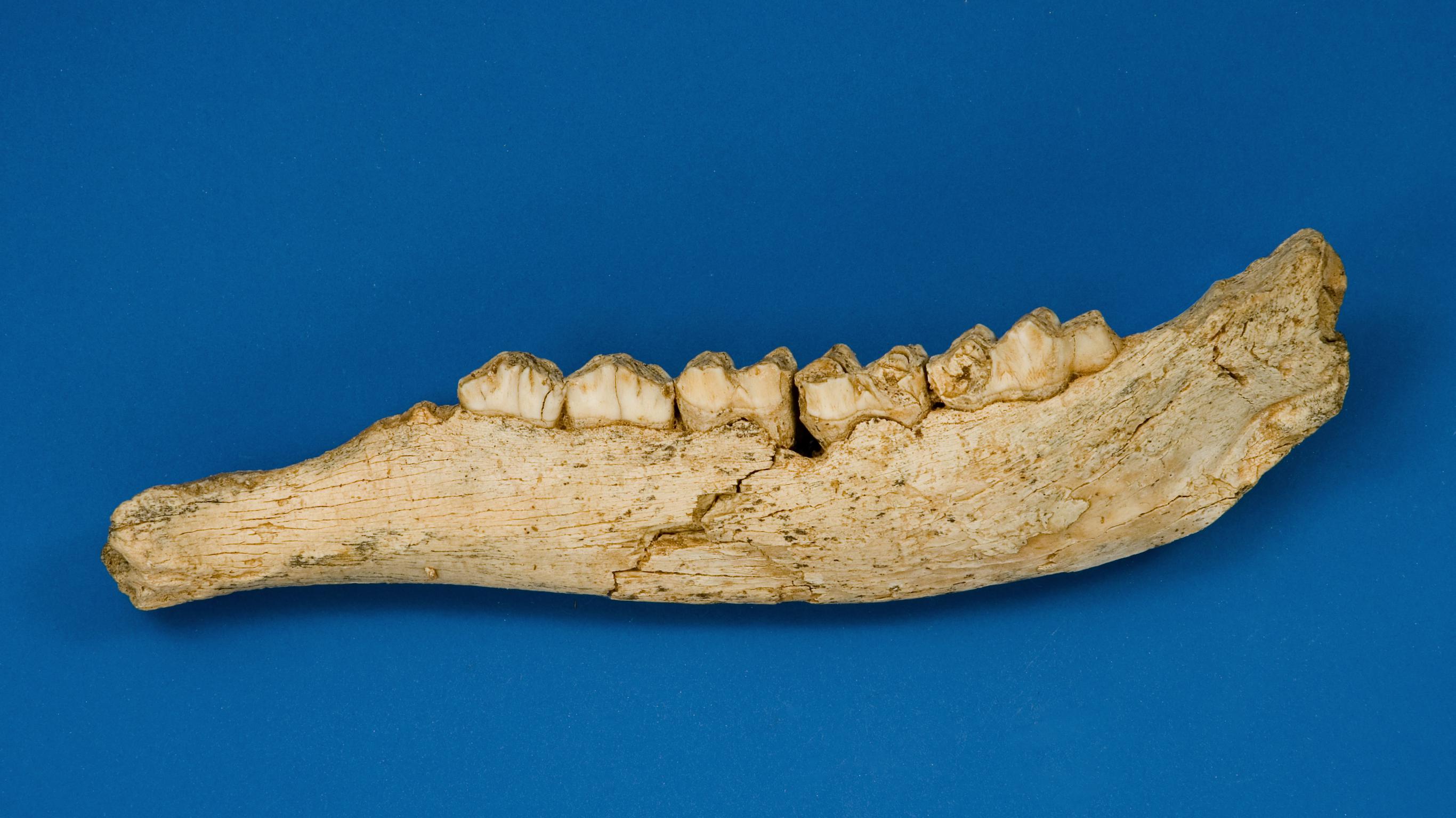 Pleistocene giant deer bone