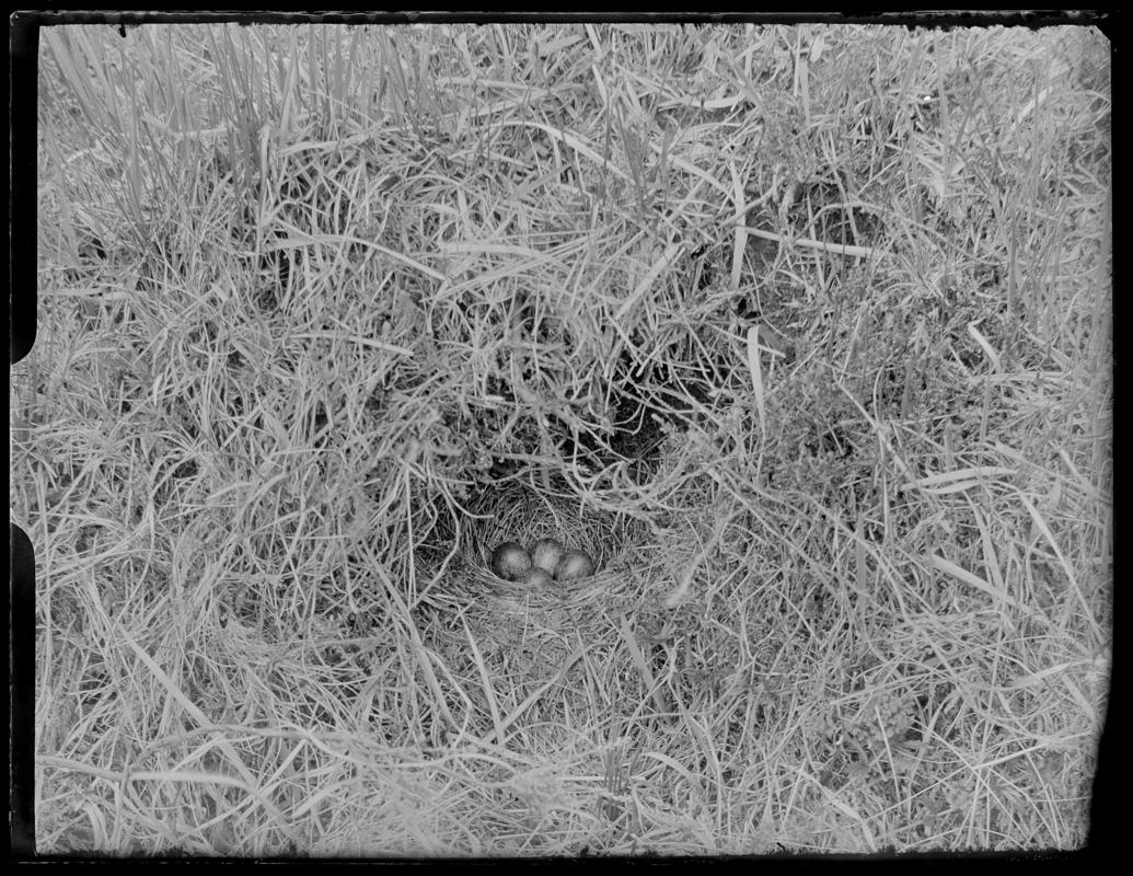 Meadow Pipit nest, glass negative