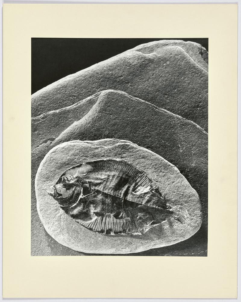 Fish on Stones, February 1969