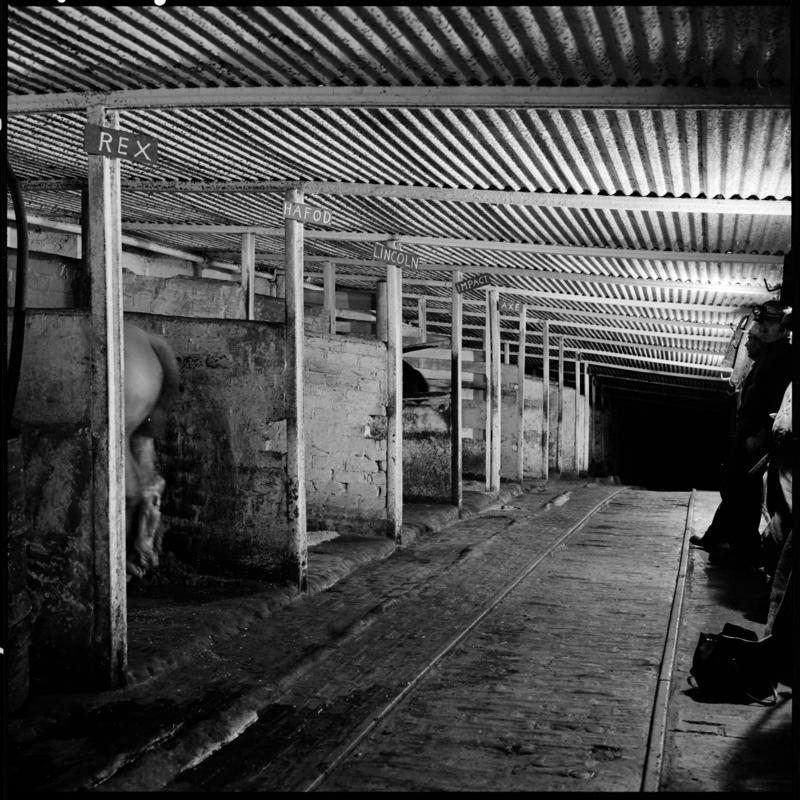 Black and white film negative showing a pit pony at the underground stables, Tower Colliery December 1979.  &#039;Tower Colliery pit pony Dec 1979&#039; is transcribed from original negative bag.  Appears to be identical to 2009.3/1361.