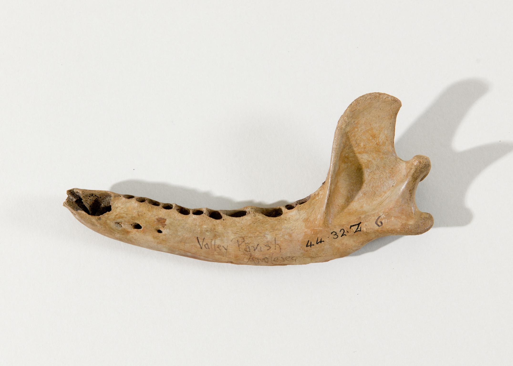 Late Iron Age animal bone