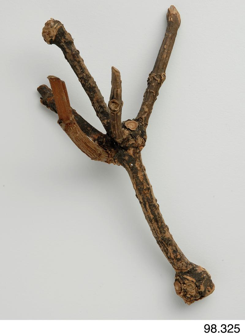 Elder-tree cross