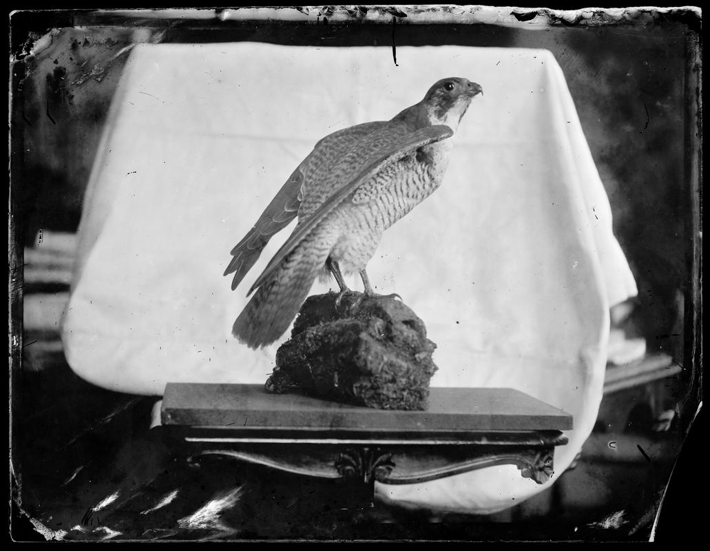mounted hawk, glass negative