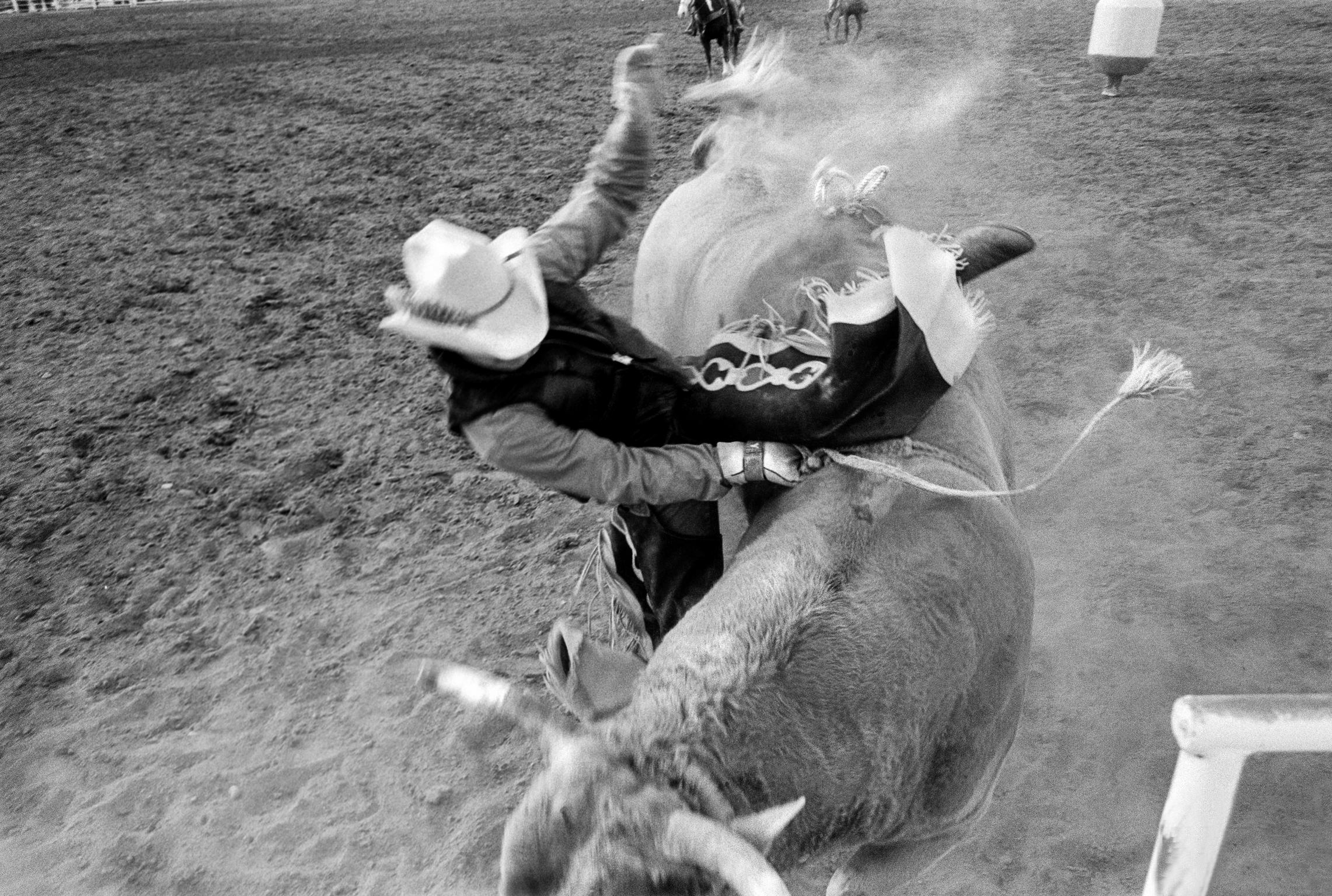 Buckeye Senior Rodeo, man tossed from bull. “Only a broken rib”.  Arizona USA