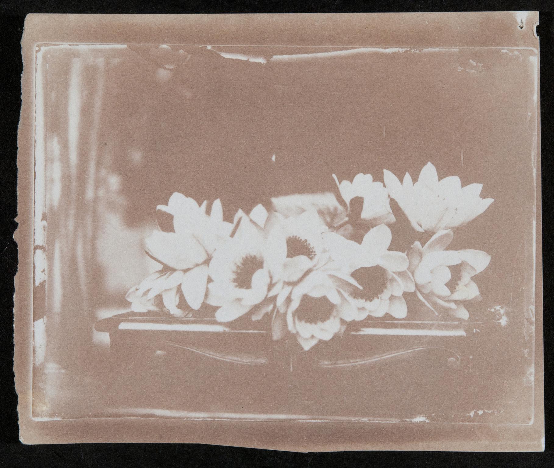 Water lilies, photograph