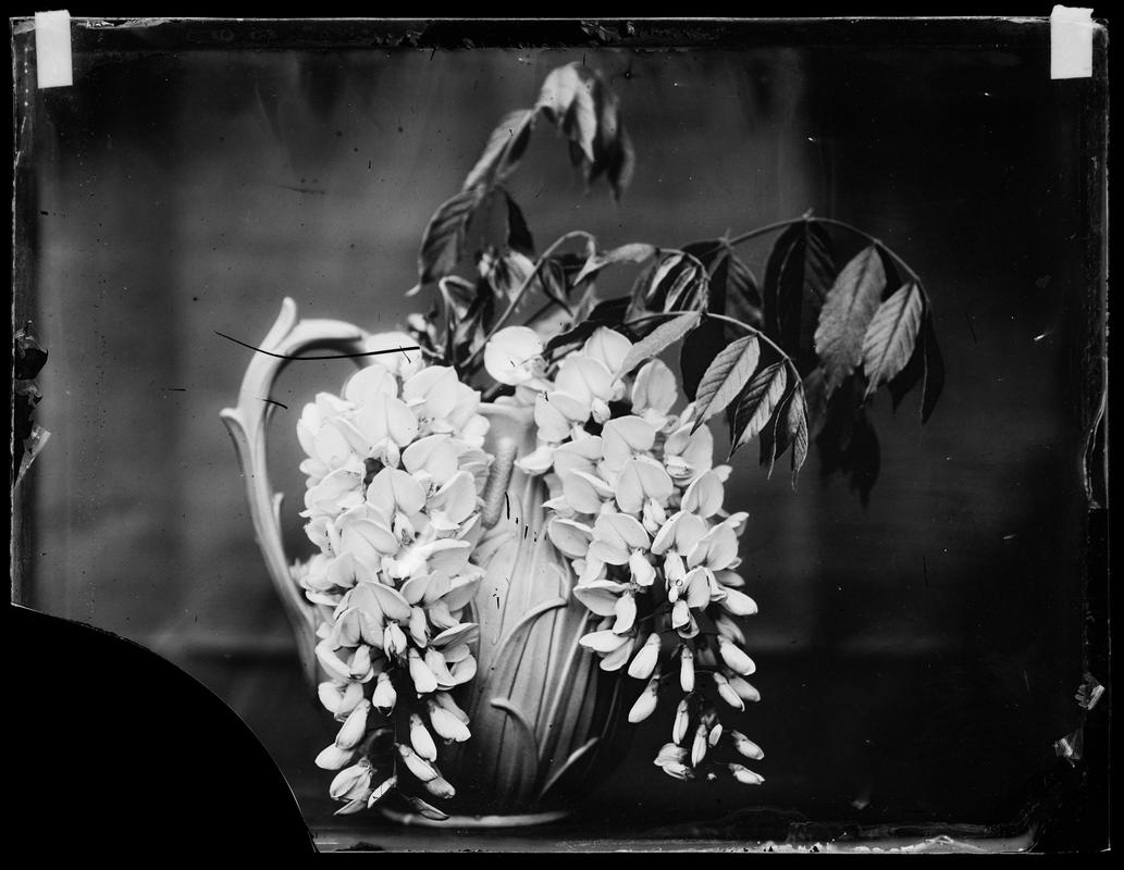vase of wisteria, glass negative