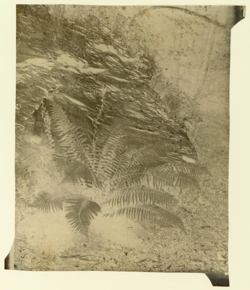 Ferns, negative