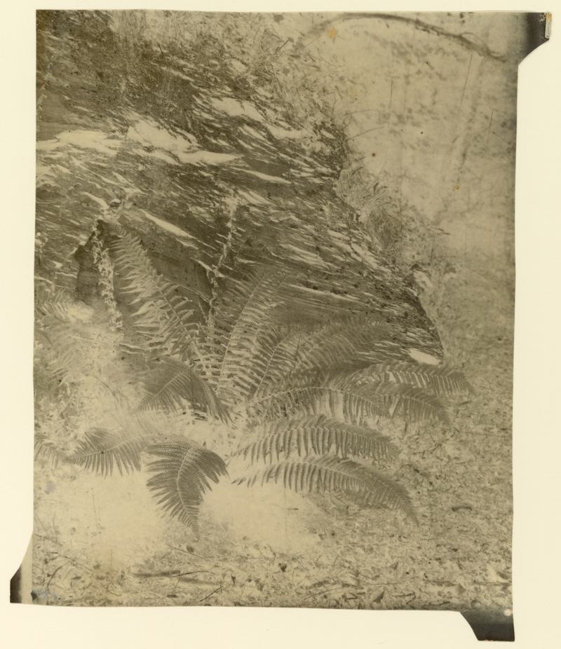 Ferns, negative