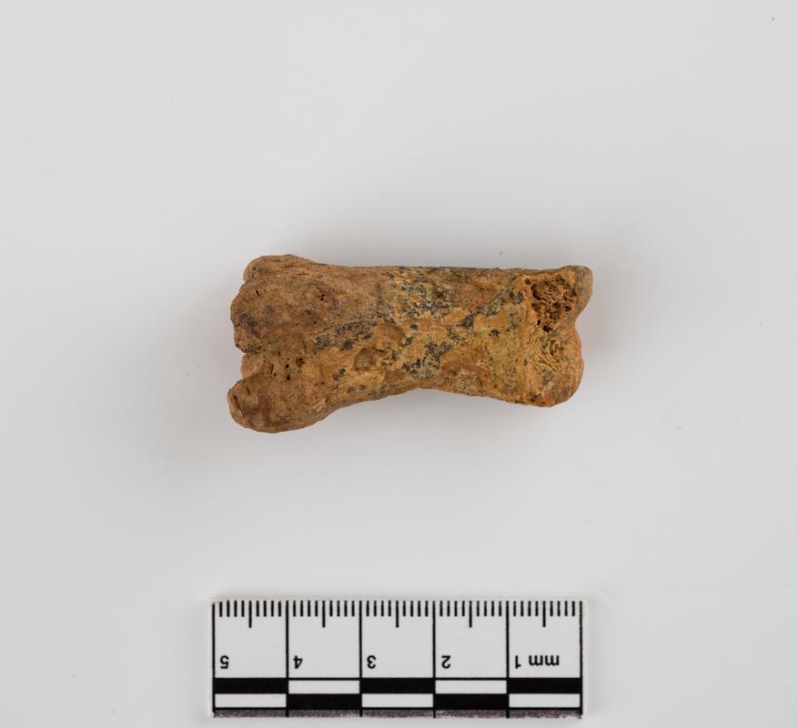 Pleistocene reindeer bone