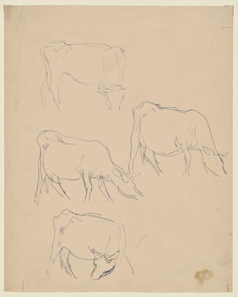 Sketches of Cows