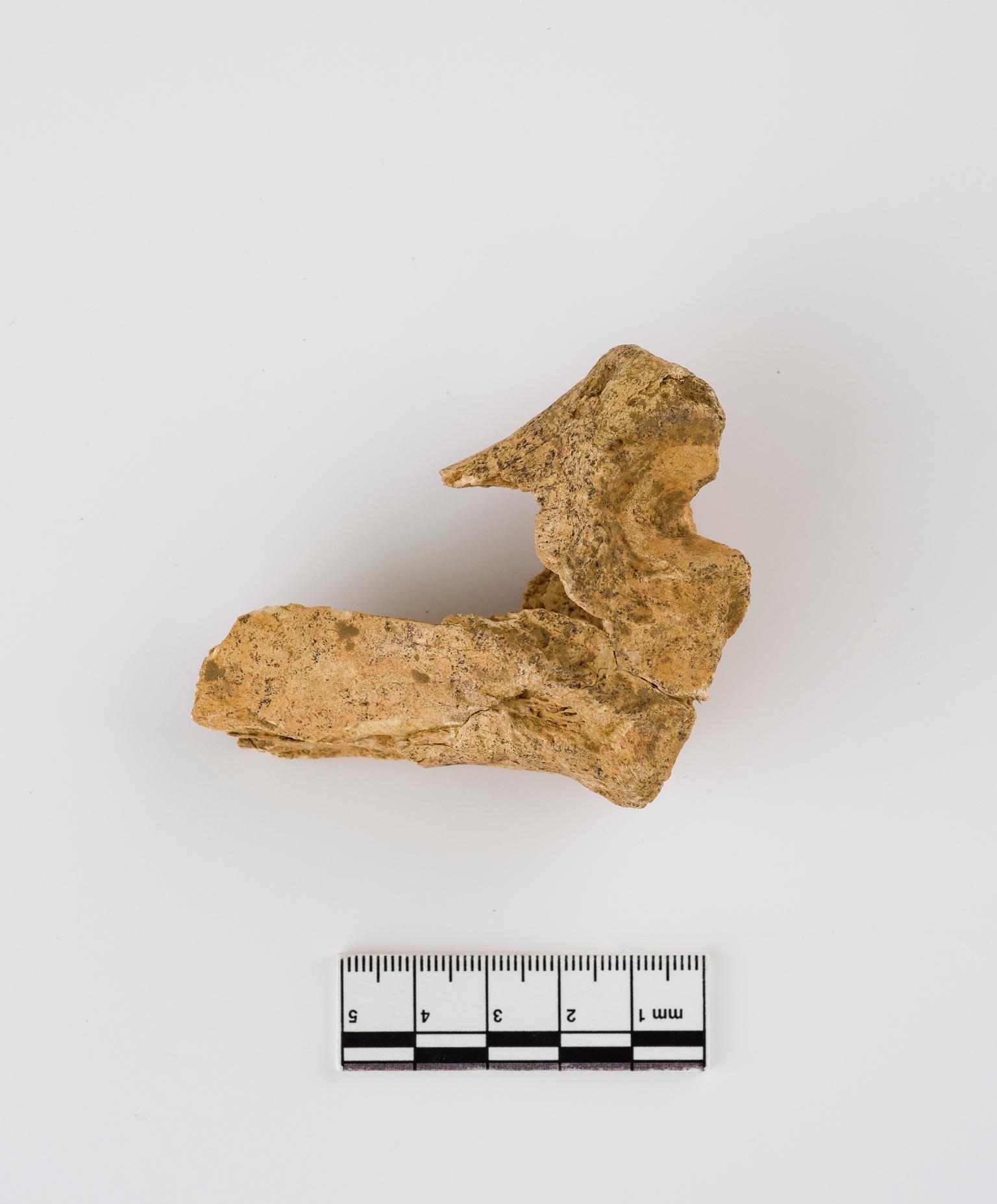 Pleistocene red deer bone