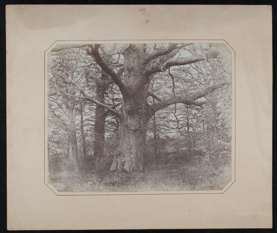 Trees, photograph