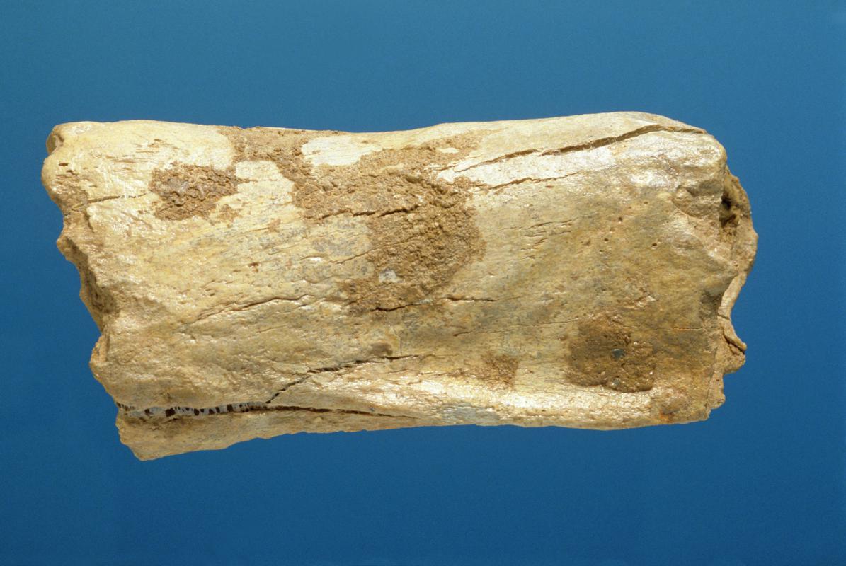 Pleistocene woolly rhinoceros bone