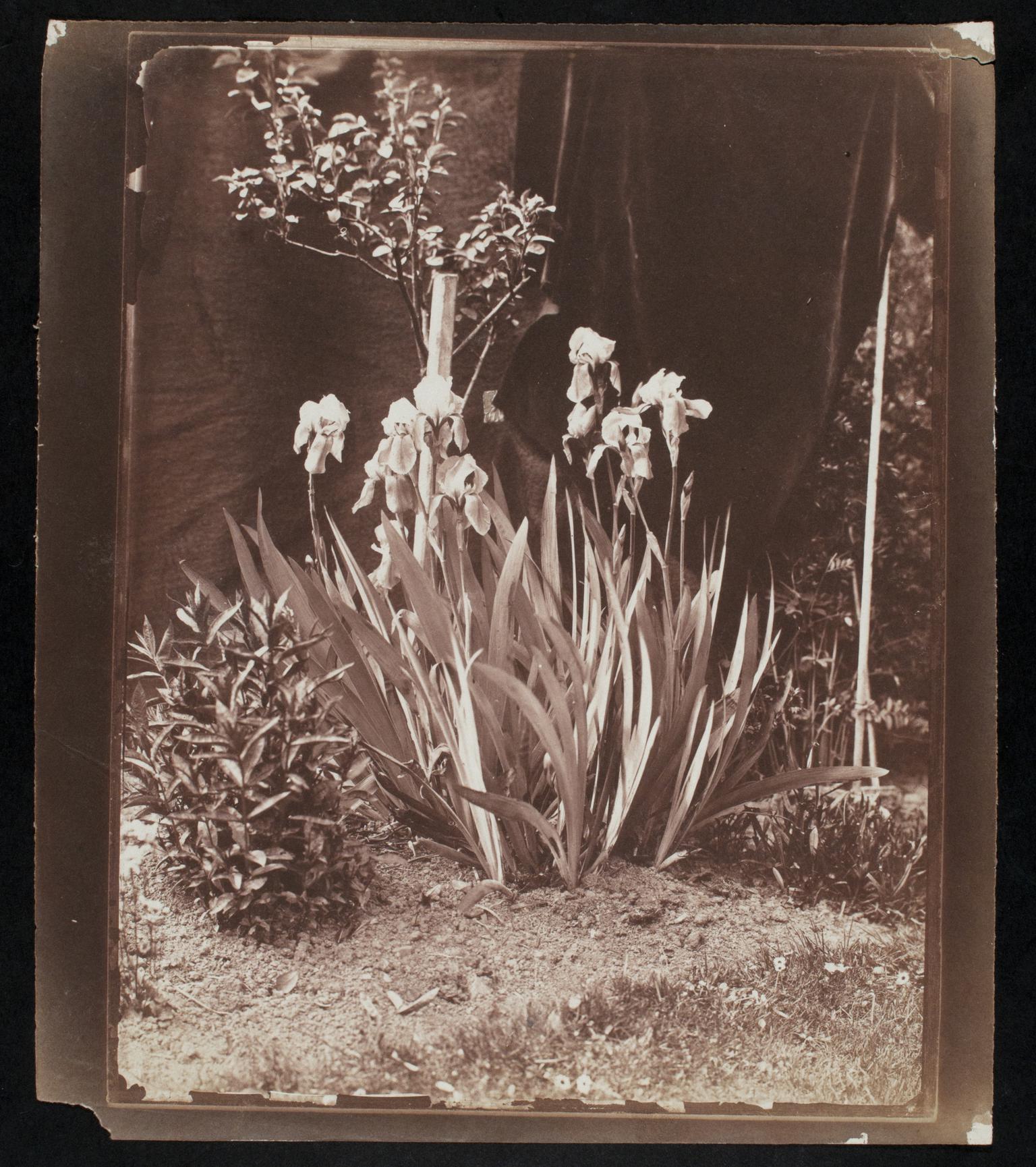Iris Germanica, photograph