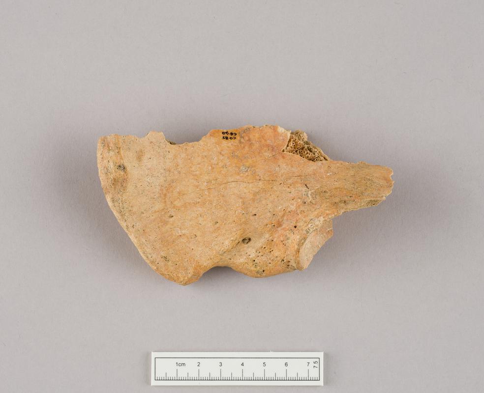 Prehistoric human bone