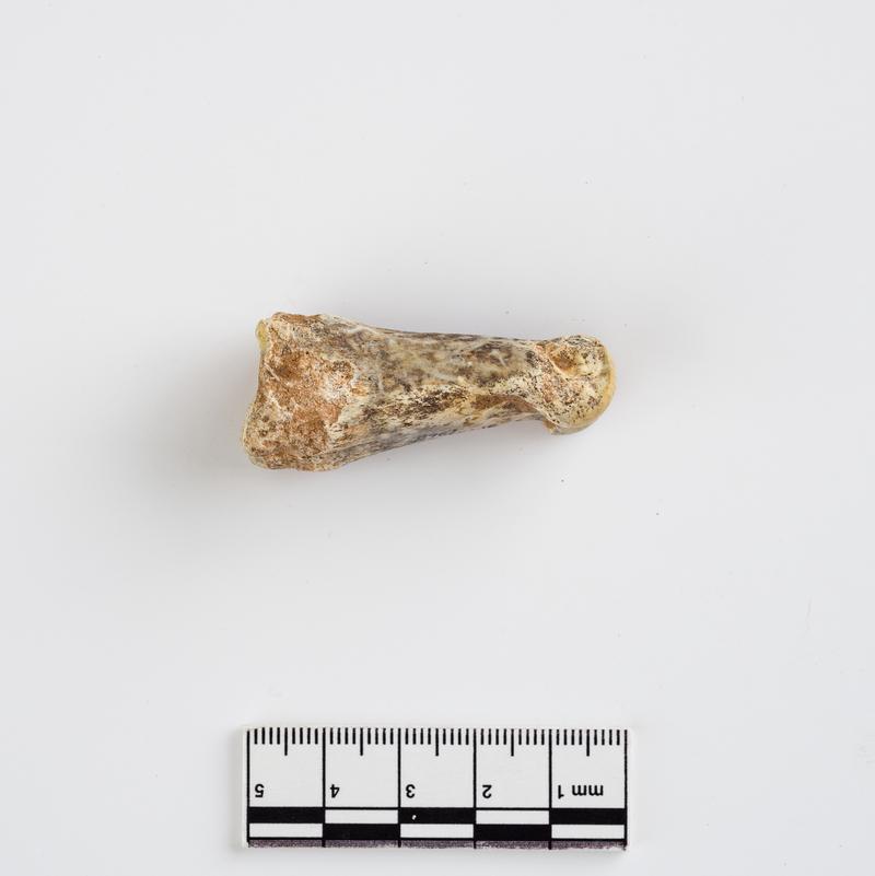 Pleistocene reindeer bone