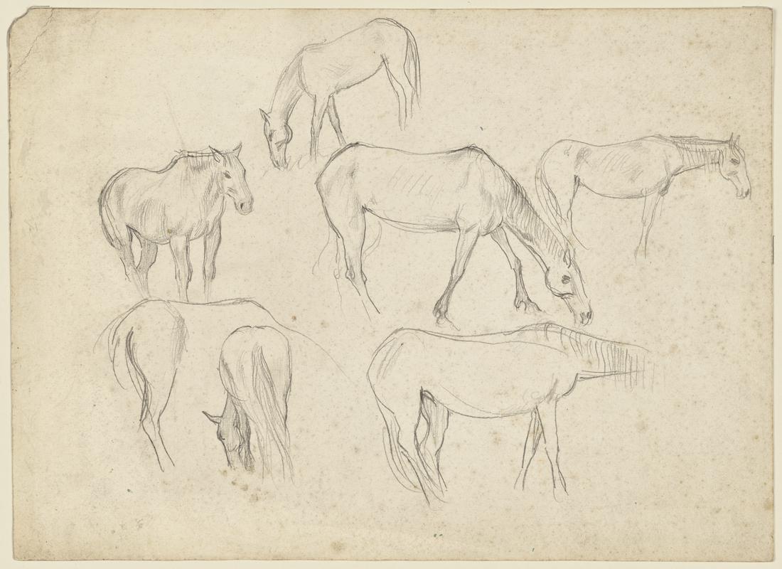 Sketches of Horses