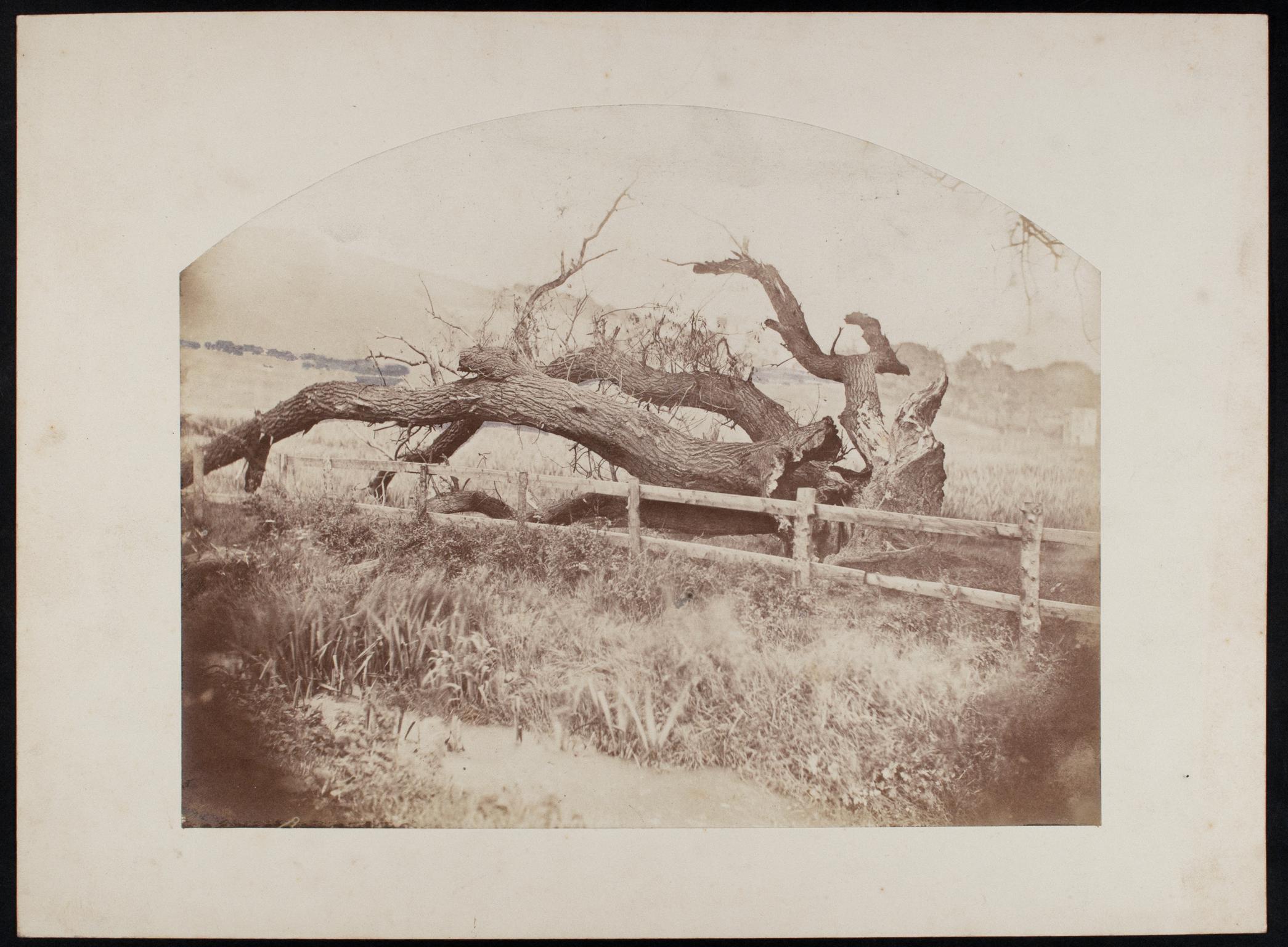 Fallen tree, photograph