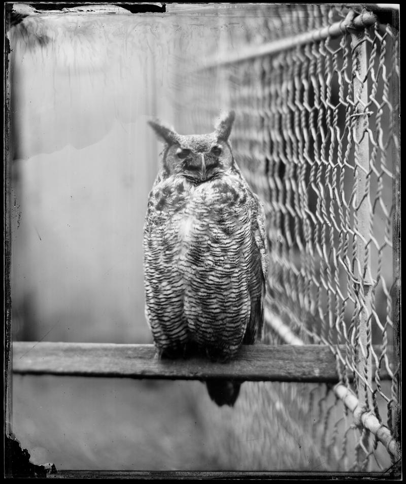 The Great Horned Owl, Clifton Zoological Gardens (glass negative)