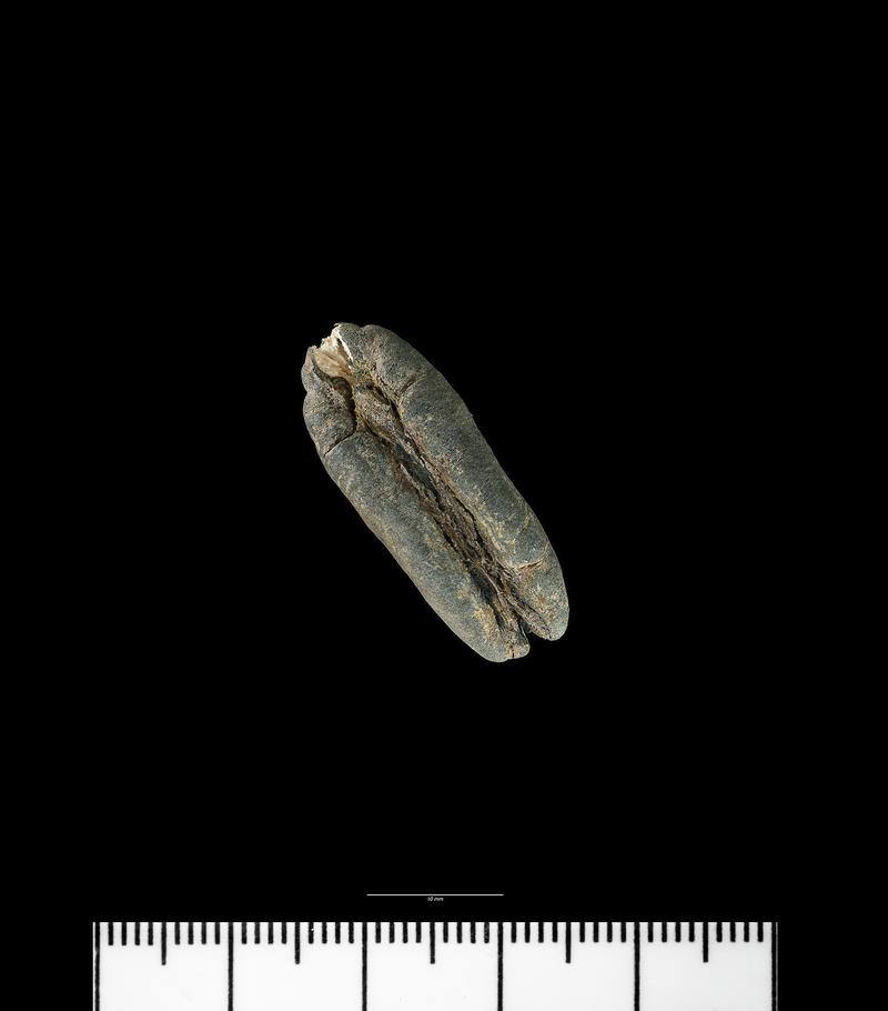 Roman environmental sample