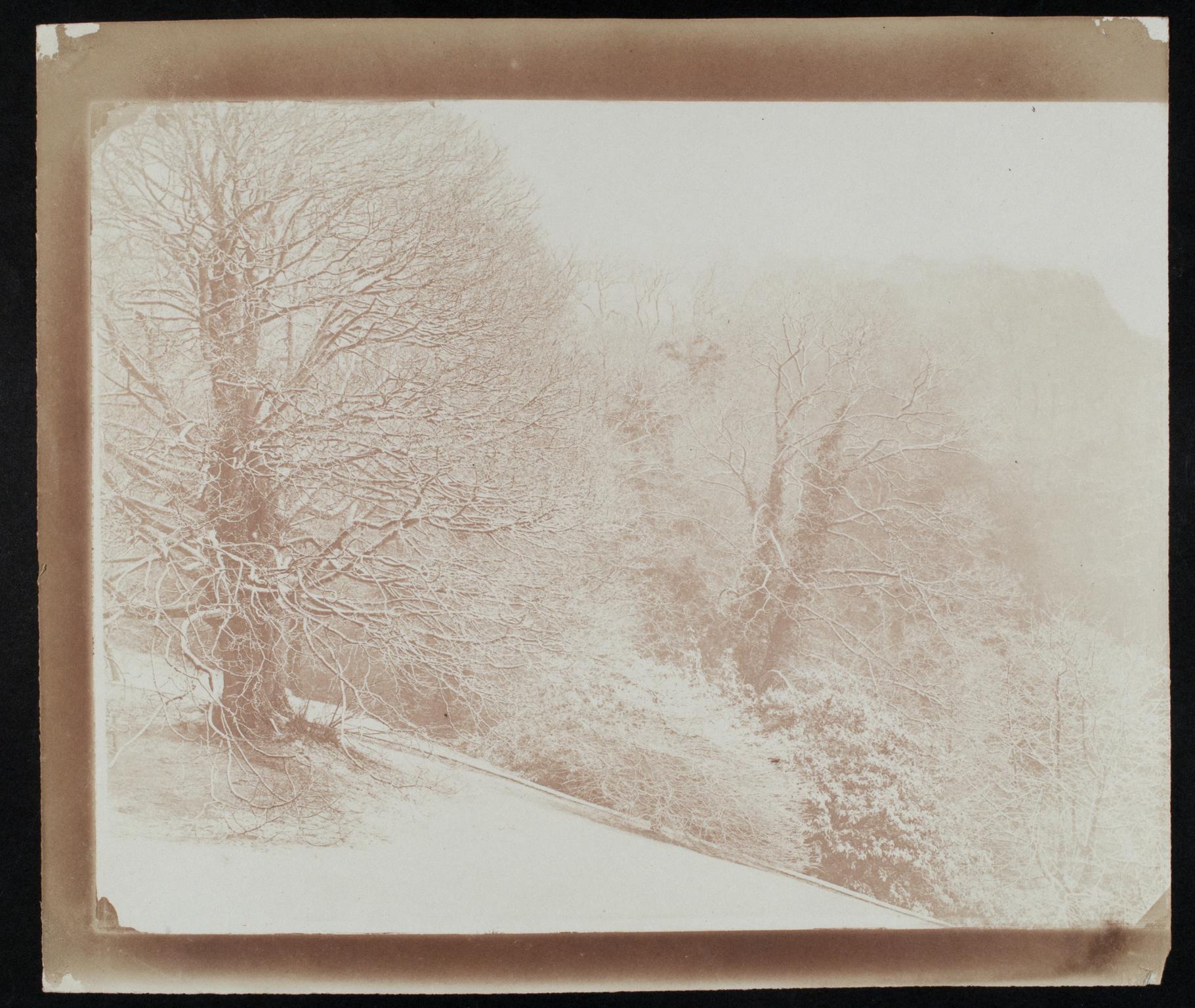 Trees in snow, photograph