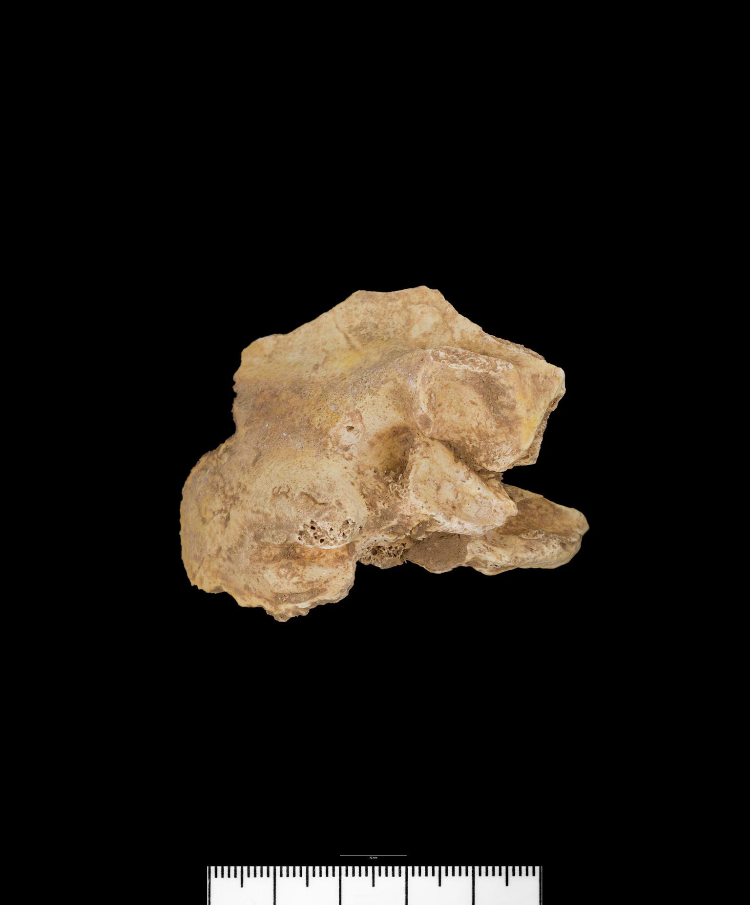Prehistoric / Roman human remains