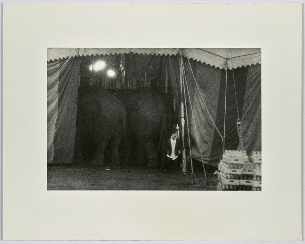 Beatty-Cole-Hamid Circus at Palisades Amusement Park. Jimmy Armstrong (elephants)
