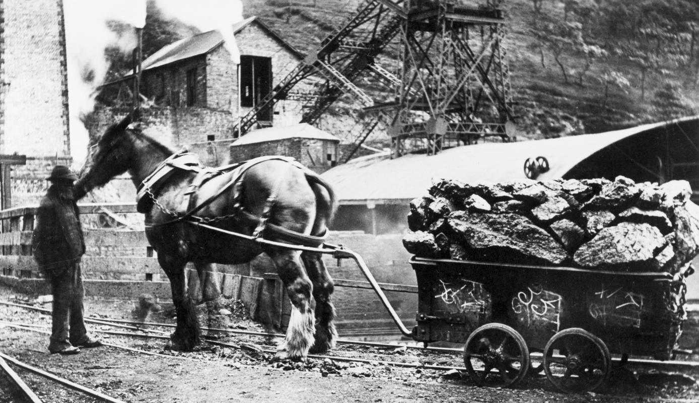 Pit horse at Ferndale Colliery