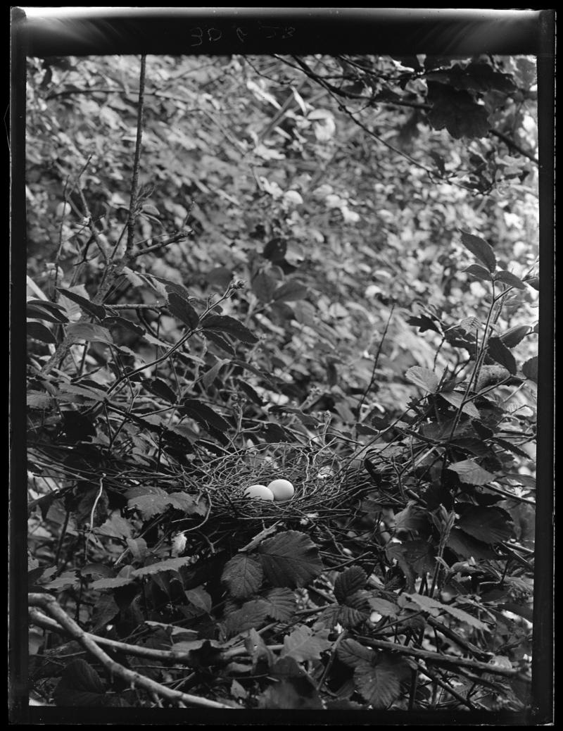 Turtle Dove nest, glass negative