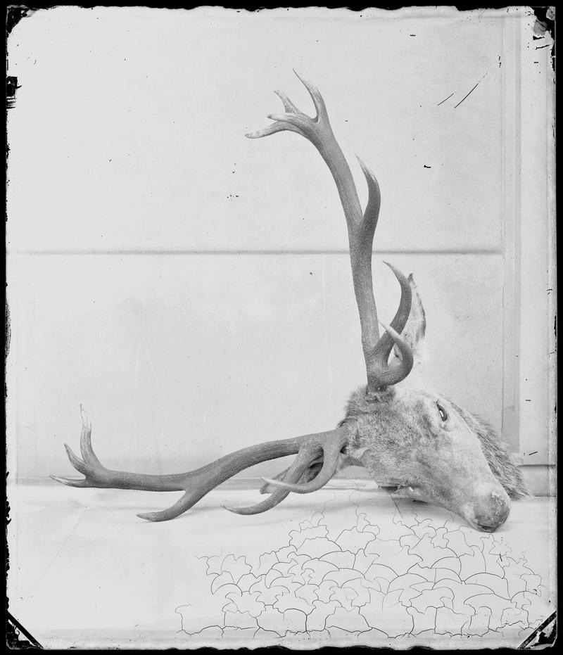 stags head, glass negative