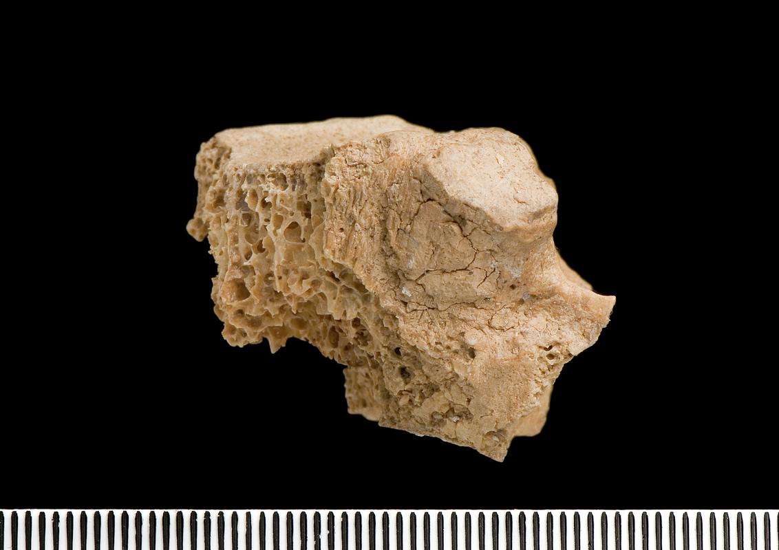 Early Neanderthal tooth . Pontnewydd Cave