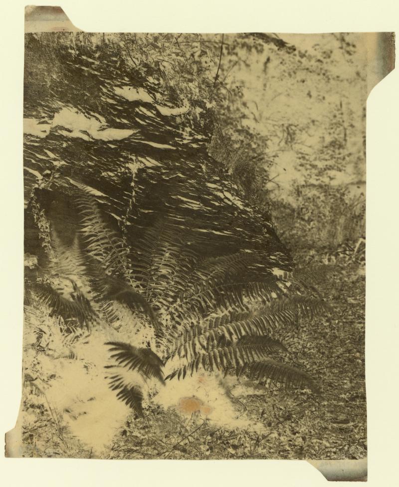 Ferns, negative