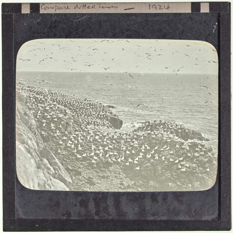 Gannetry, lantern slide
