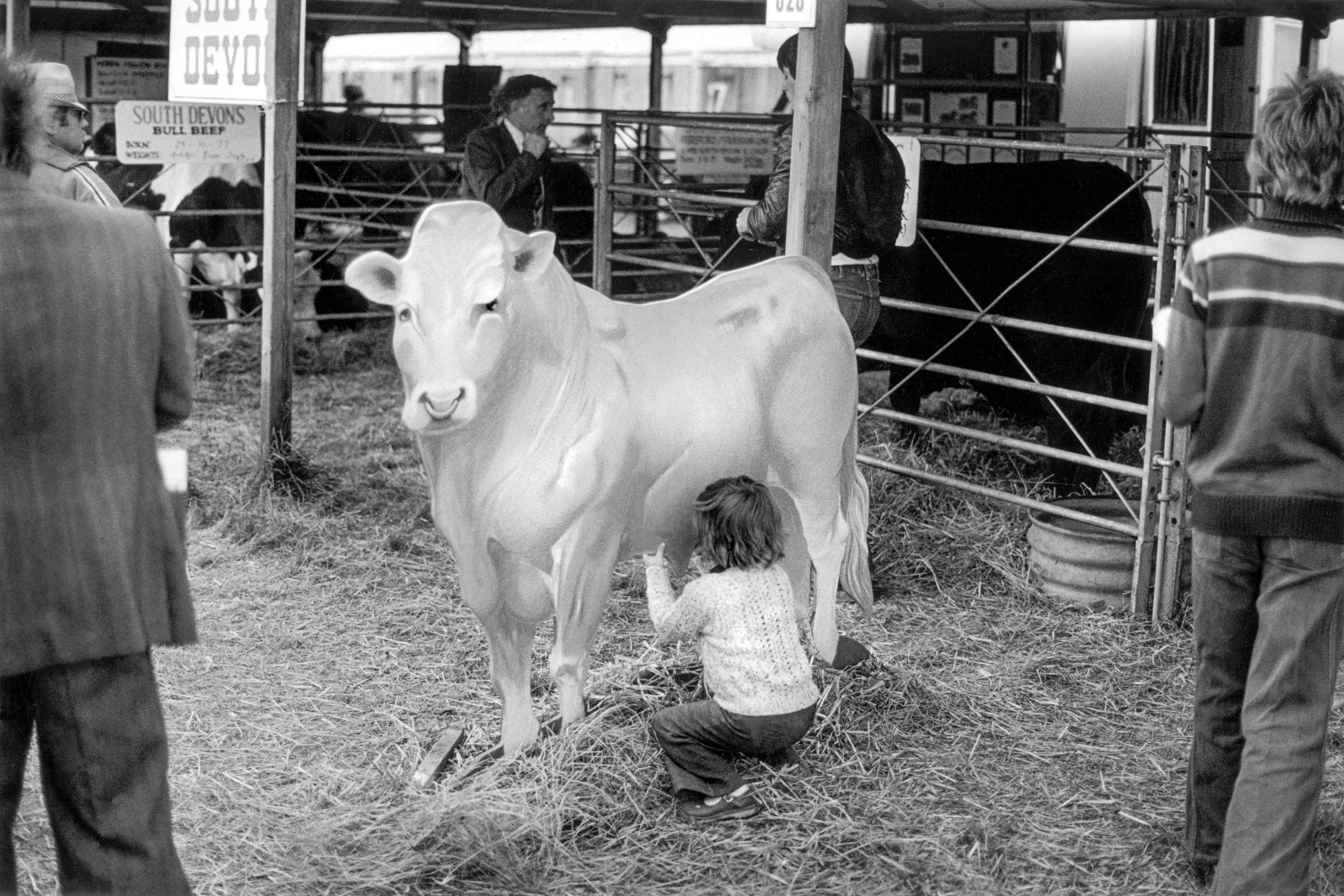 A child with a lot of imagination milks an artificial cow at the Royl Welsh Show. Builth Wells, Wales