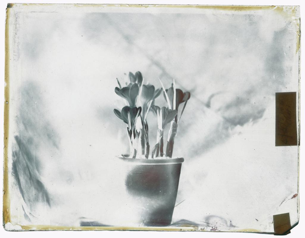 Pot of crocuses, glass negative