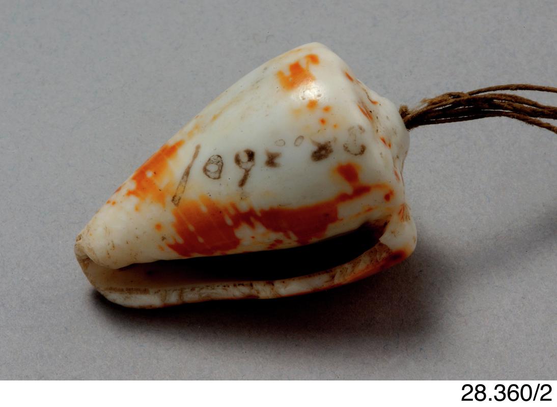 A teething shell
