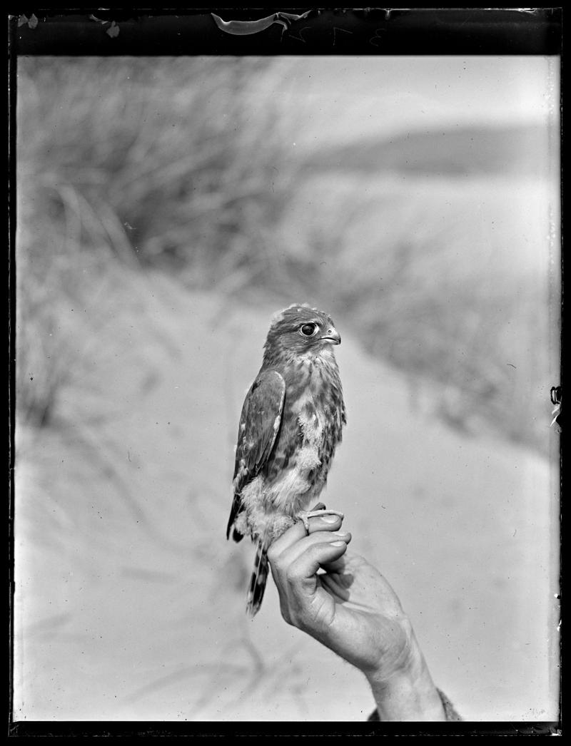 Merlin, glass negative