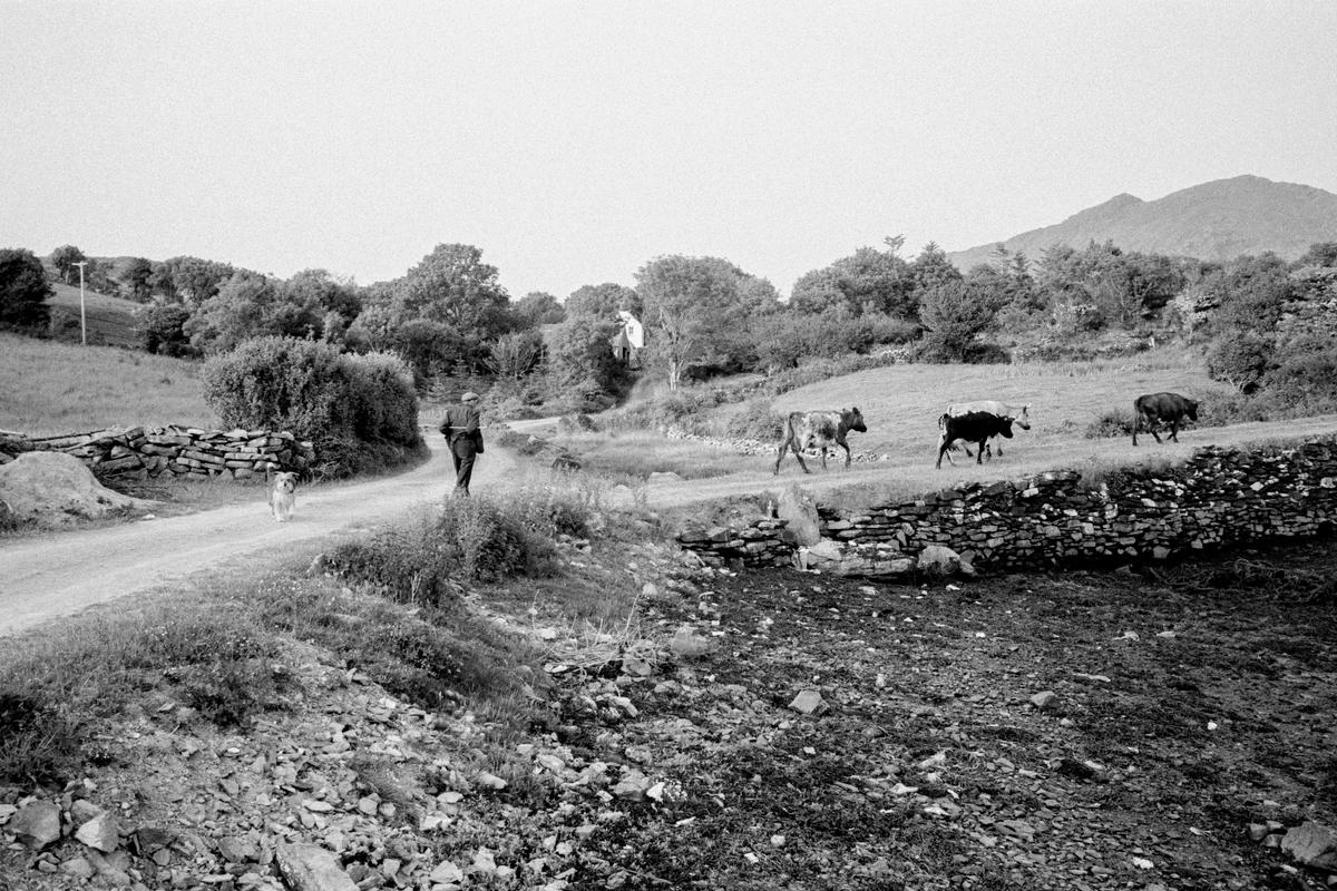 IRELAND. Kenmare. County Kerry. Moving cattle on the farm. 1968.