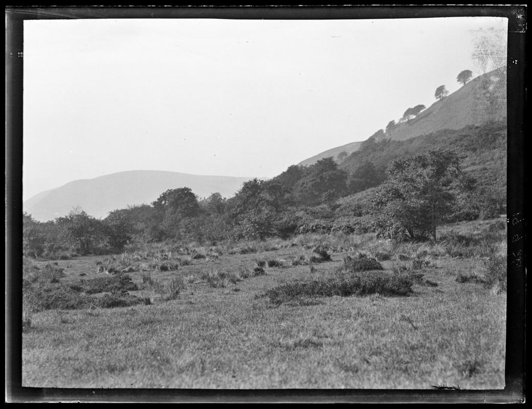 Sparrowhawks, glass negative