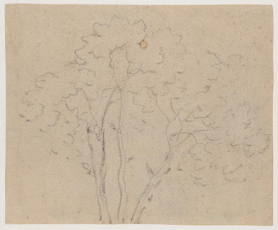 Study of a Tree