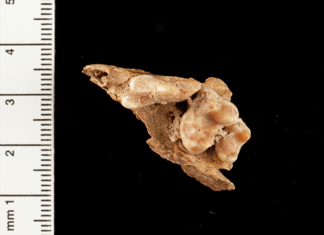 Fox maxilla fragment with three teeth