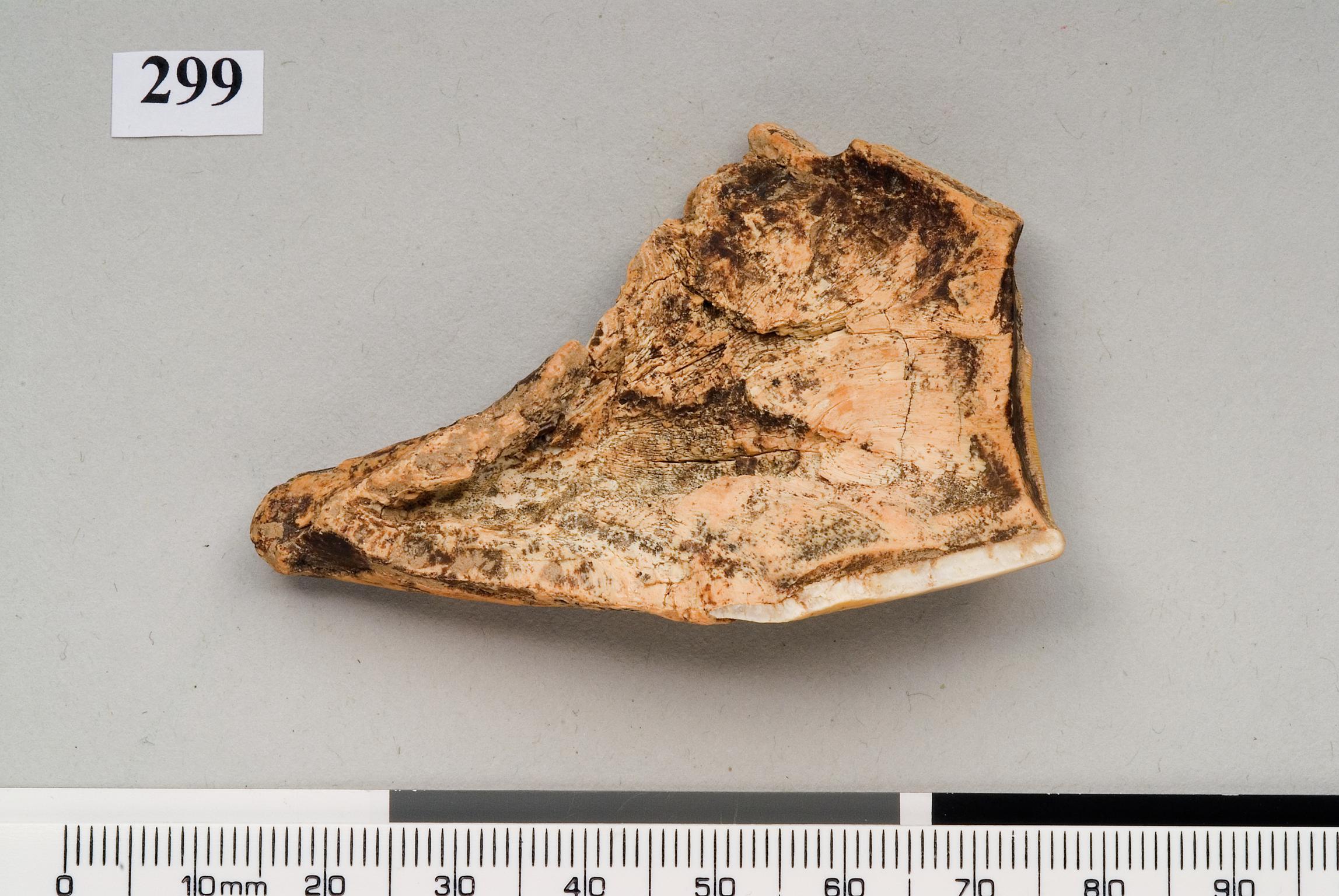 Pleistocene rhinoceros tooth