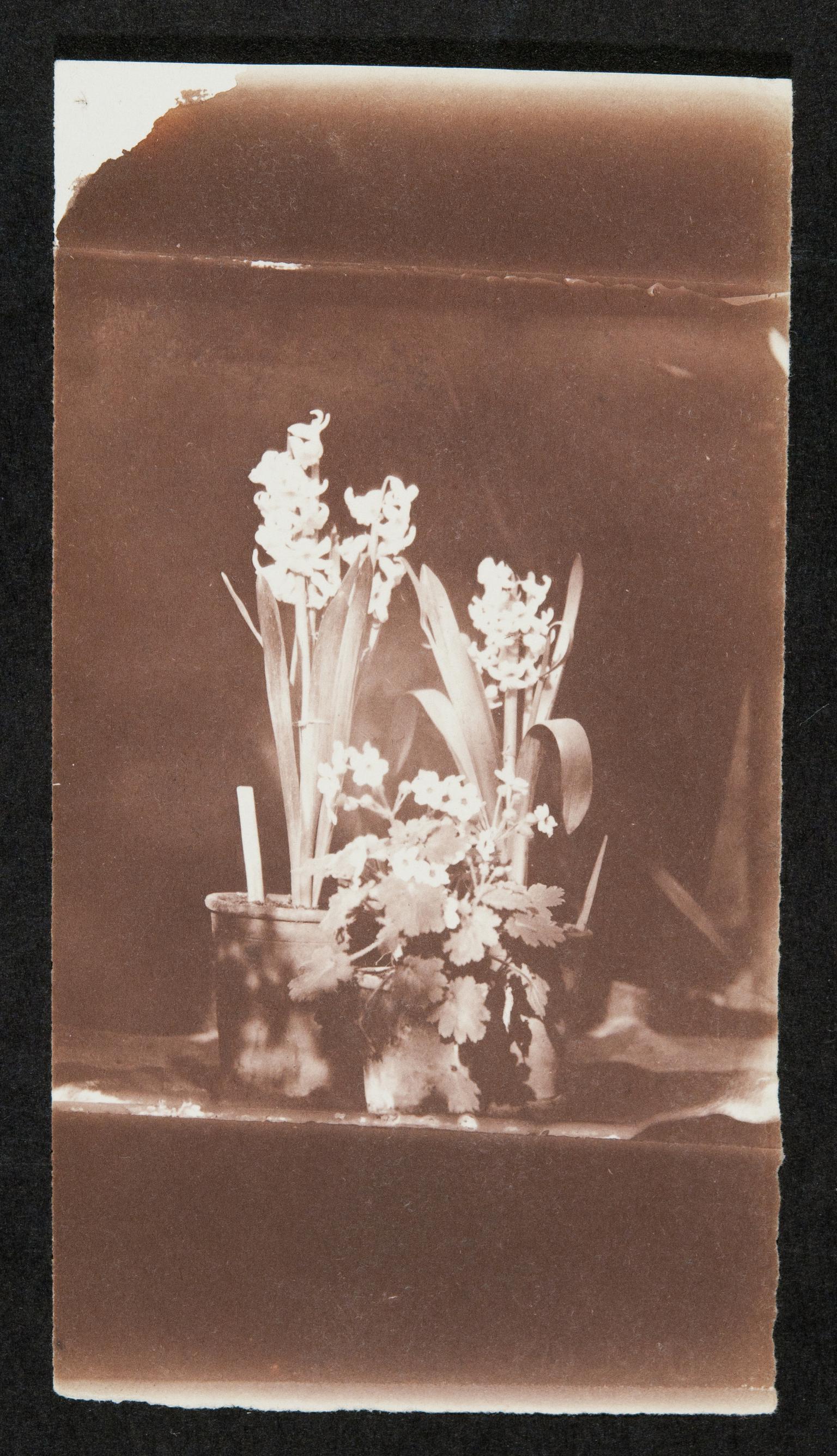 Pots of spring flowers, photograph