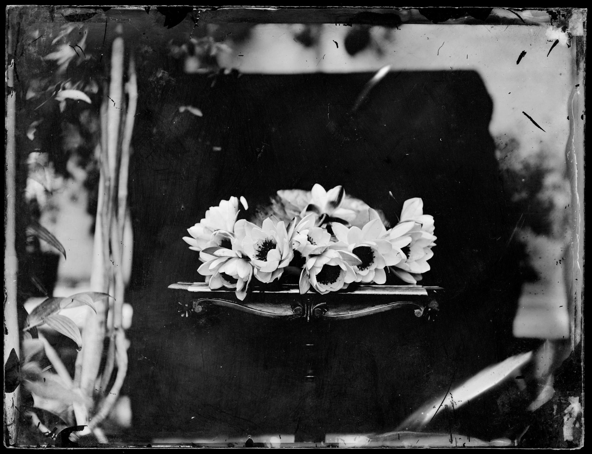 Anenomes on a table, glass negative