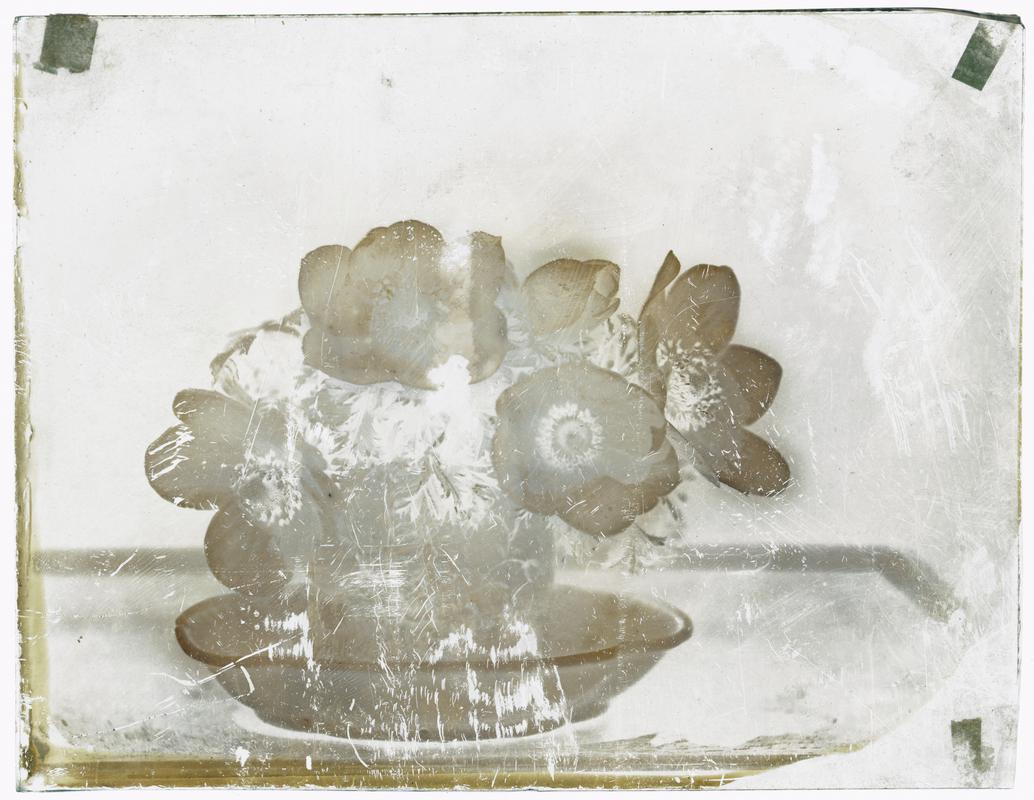 Flowers, glass negative