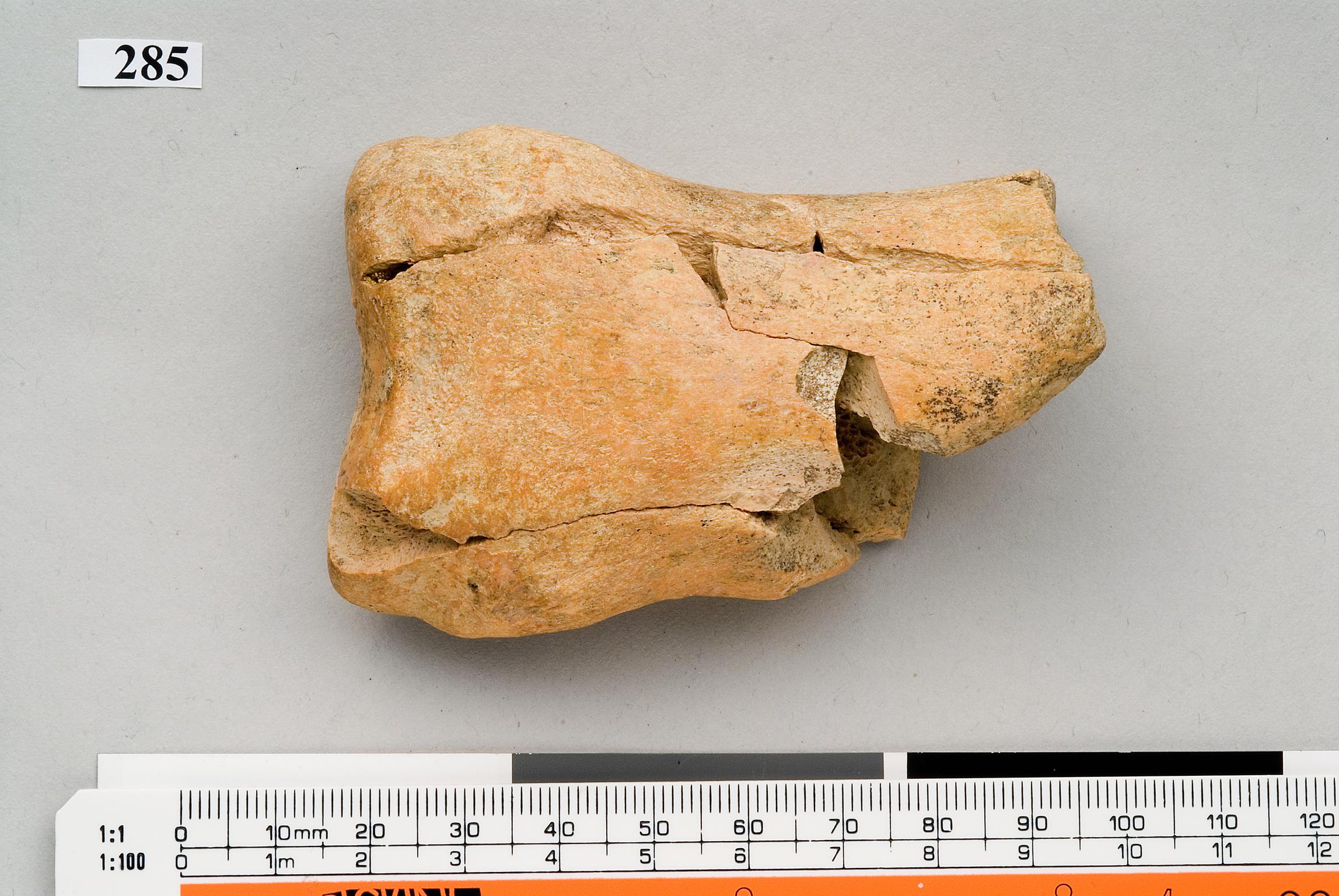 Pleistocene horse bone